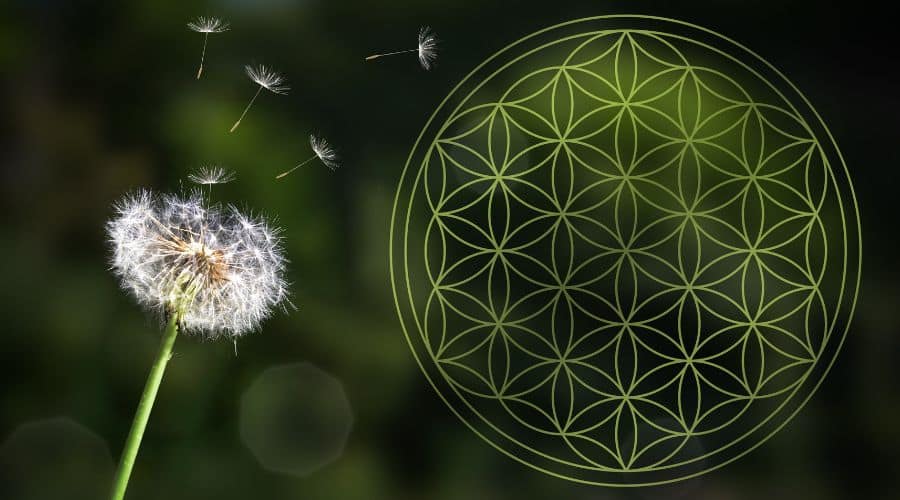 🌸 Ahtayaa Leigh Debunks the “Daisy of Death” Myth